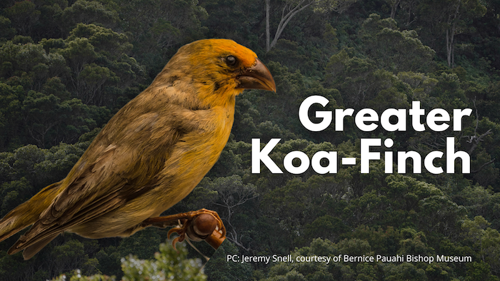 Greater Koa-Finch
