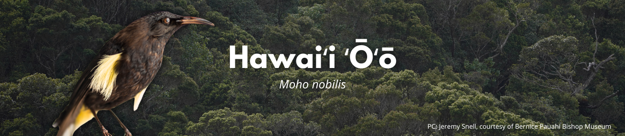 Hawaiʻi ʻŌʻō