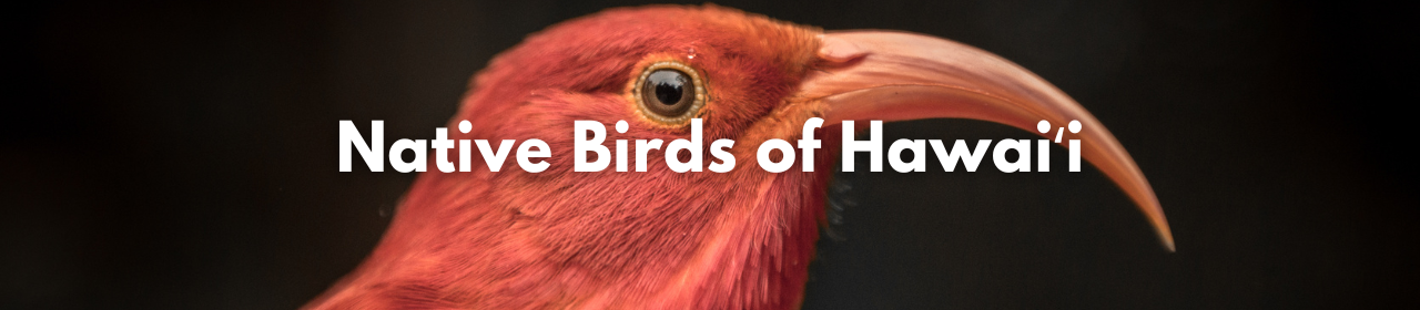 Hawaiʻi's native birds