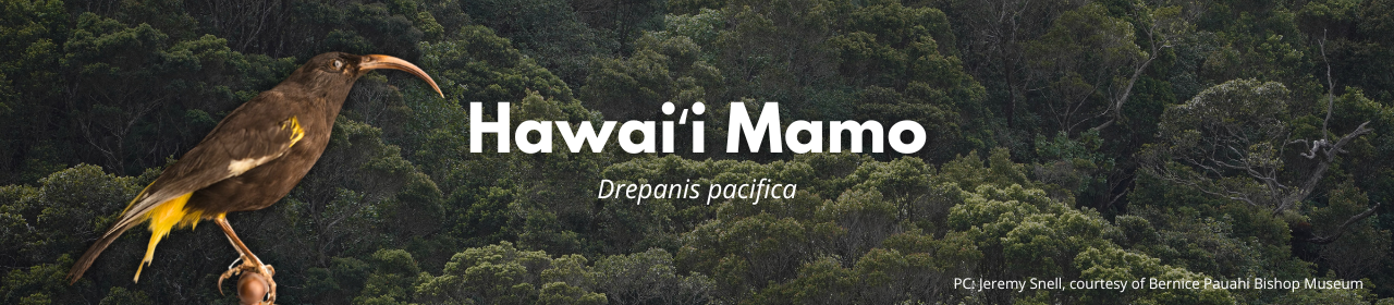 Hawaiʻi Mamo