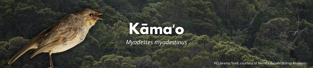Kāmaʻo