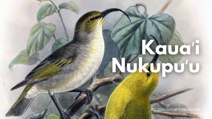 Kauaʻi Nukupuʻu
