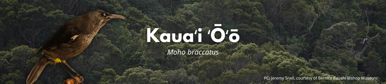 Kauaʻi ʻōʻō