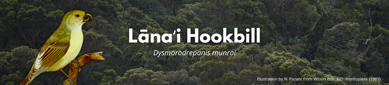 Lānaʻi Hookbill