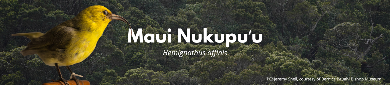 Maui Nukupuʻu