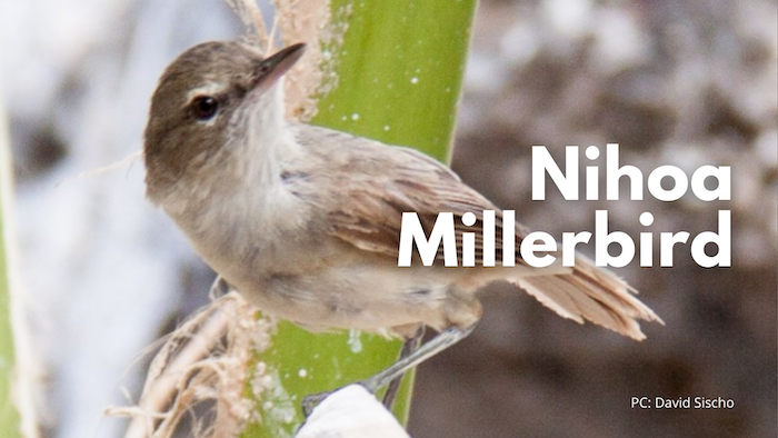 Nihoa Millerbird