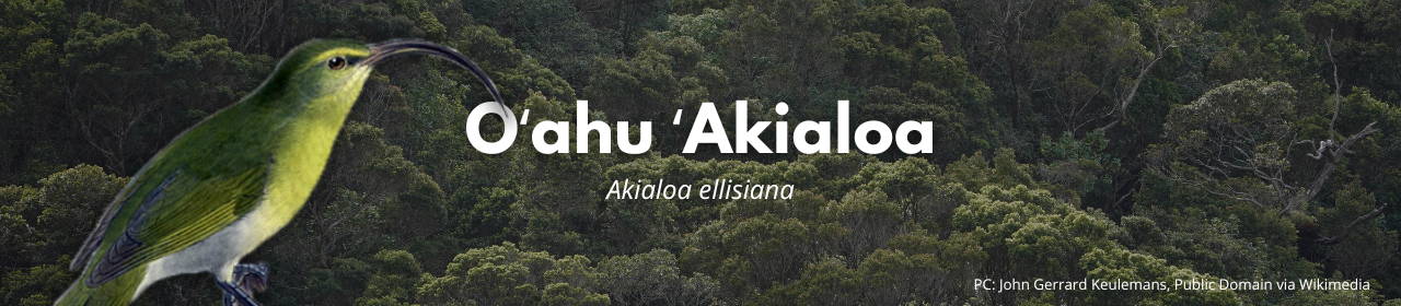 Oʻahu ʻAkialoa