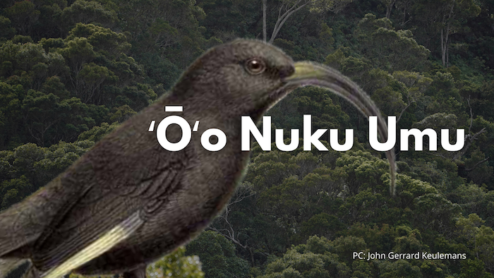 ʻŌʻō Nuku Umu