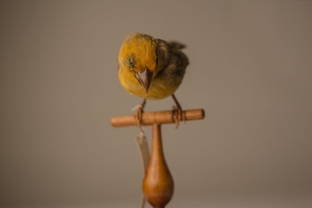 Greater koa-finch. Jeremy Snell, courtesy of Bernice Pauahi Bishop Museum