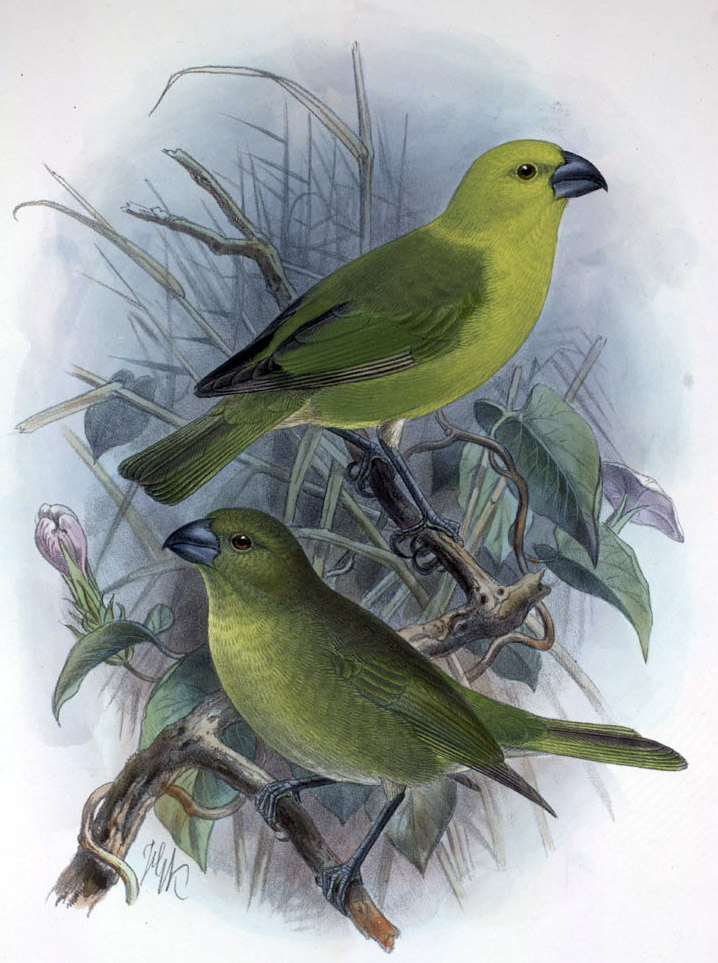 Lesser Koa-Finch