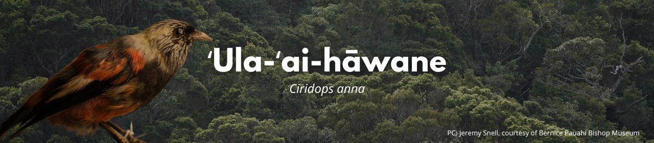 ʻUla-ʻai-hāwane