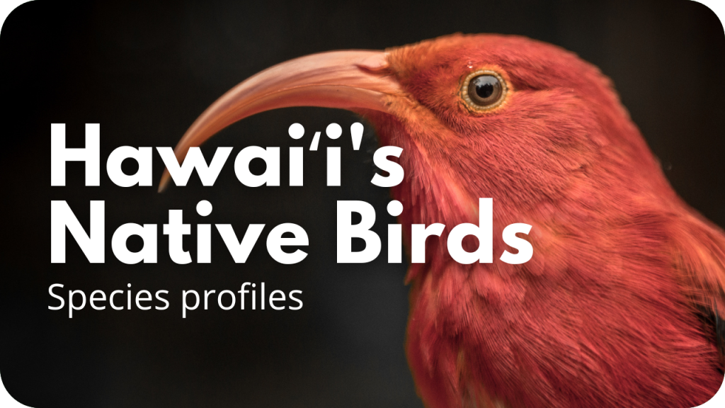 Hawaiʻi's Native Birds