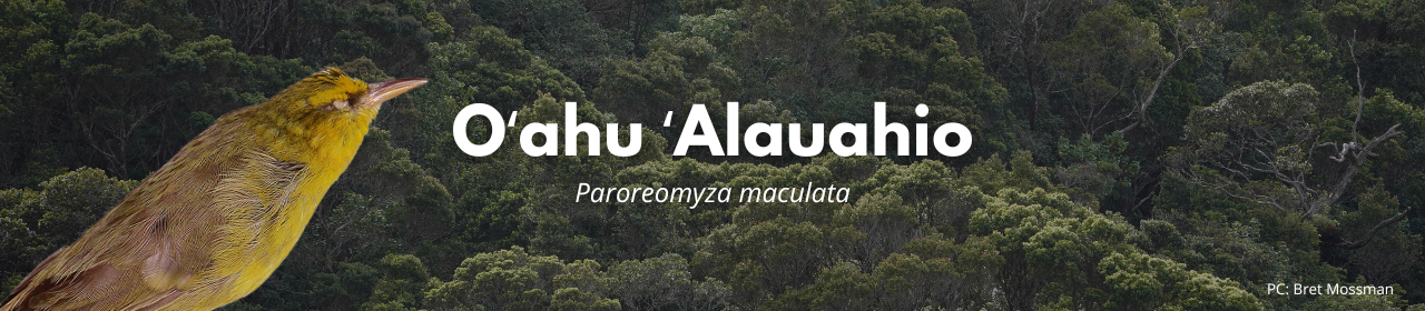 Oʻahu ʻalauahio