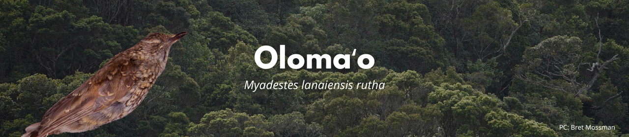 Olomaʻo