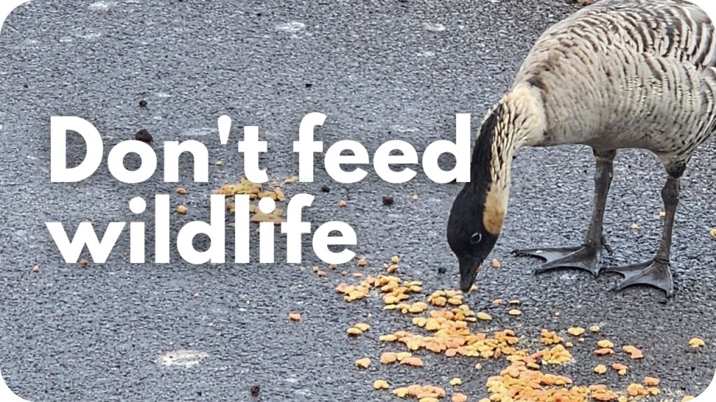 Donʻt feed wildlife