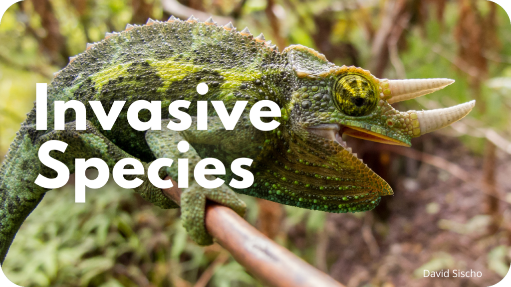 Invasive species