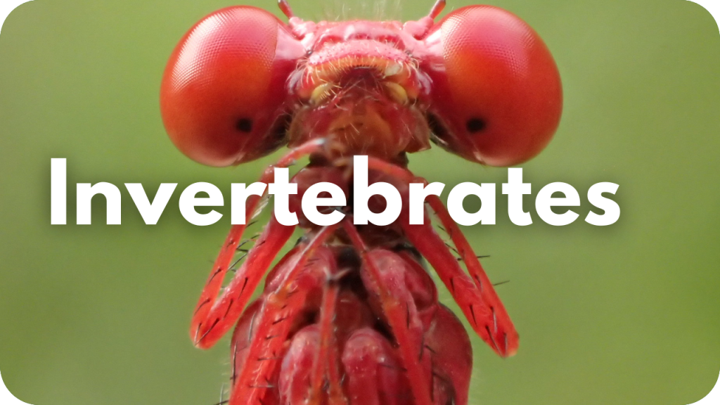 Invertebrates