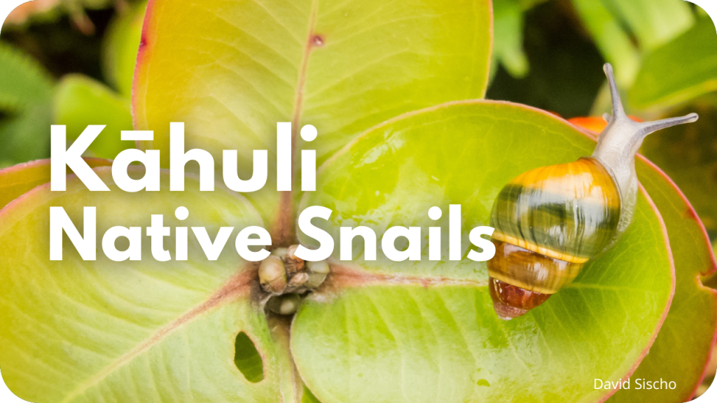 kāhuli
