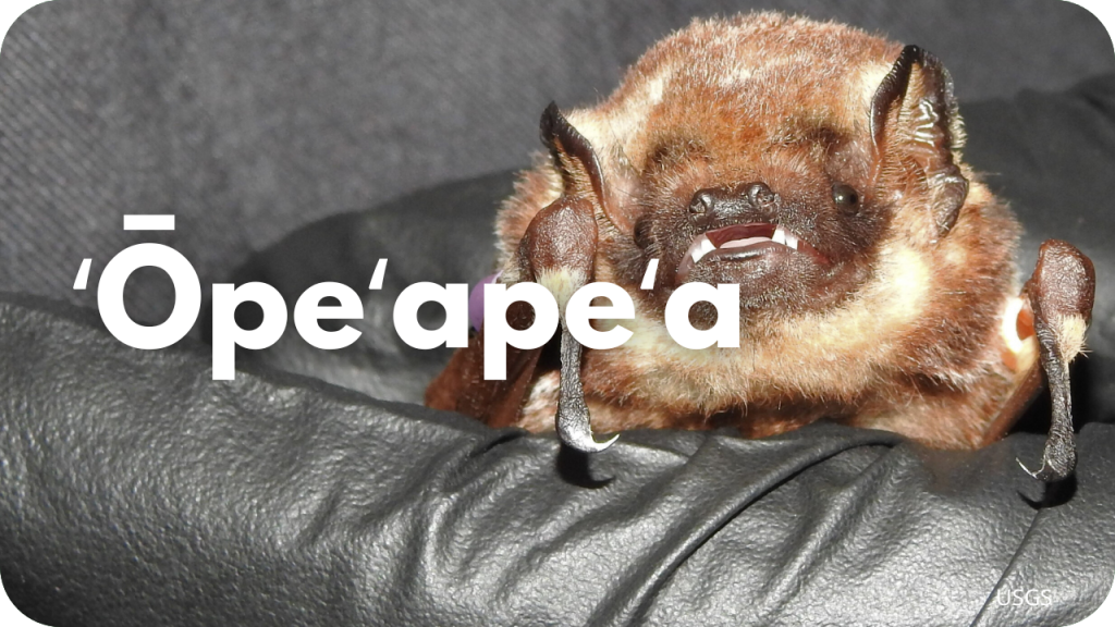 ʻōpeʻapeʻa