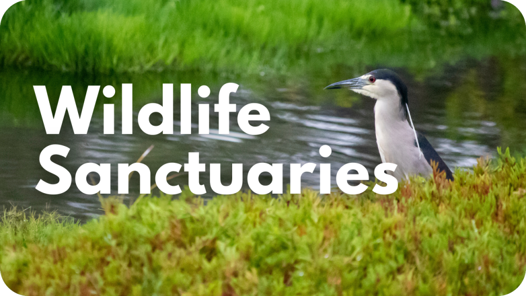 Wildlife Sanctuaries