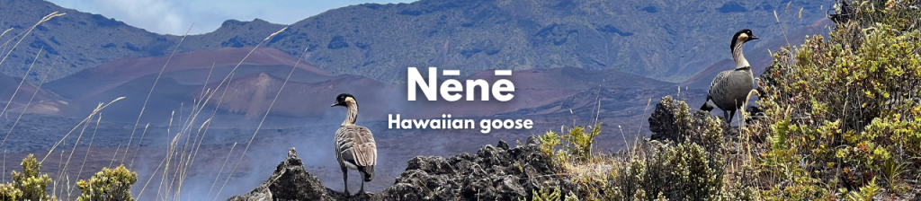 Nēnē, Hawaiian goose