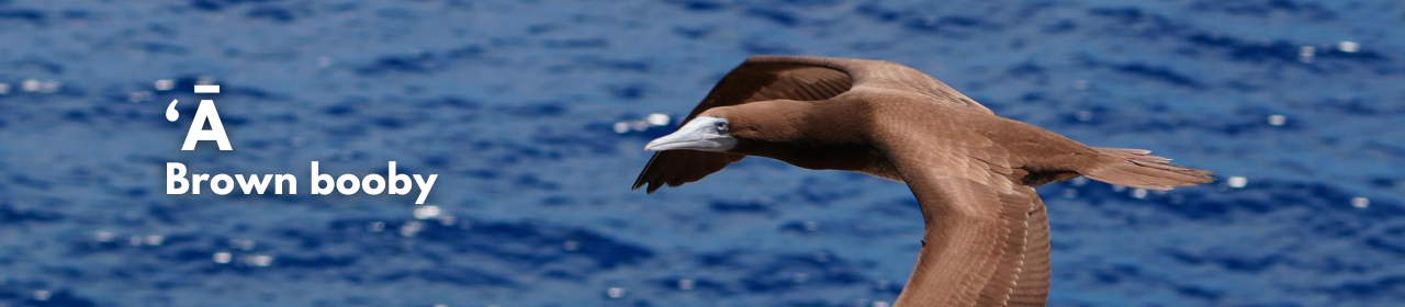 ʻĀ - brown booby