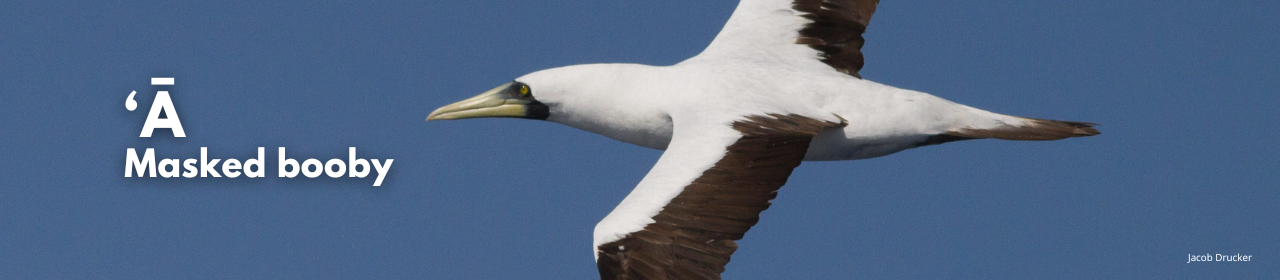 ʻĀ - masked booby