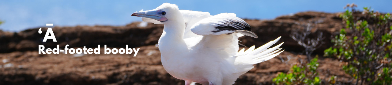 ʻĀ red footed booby