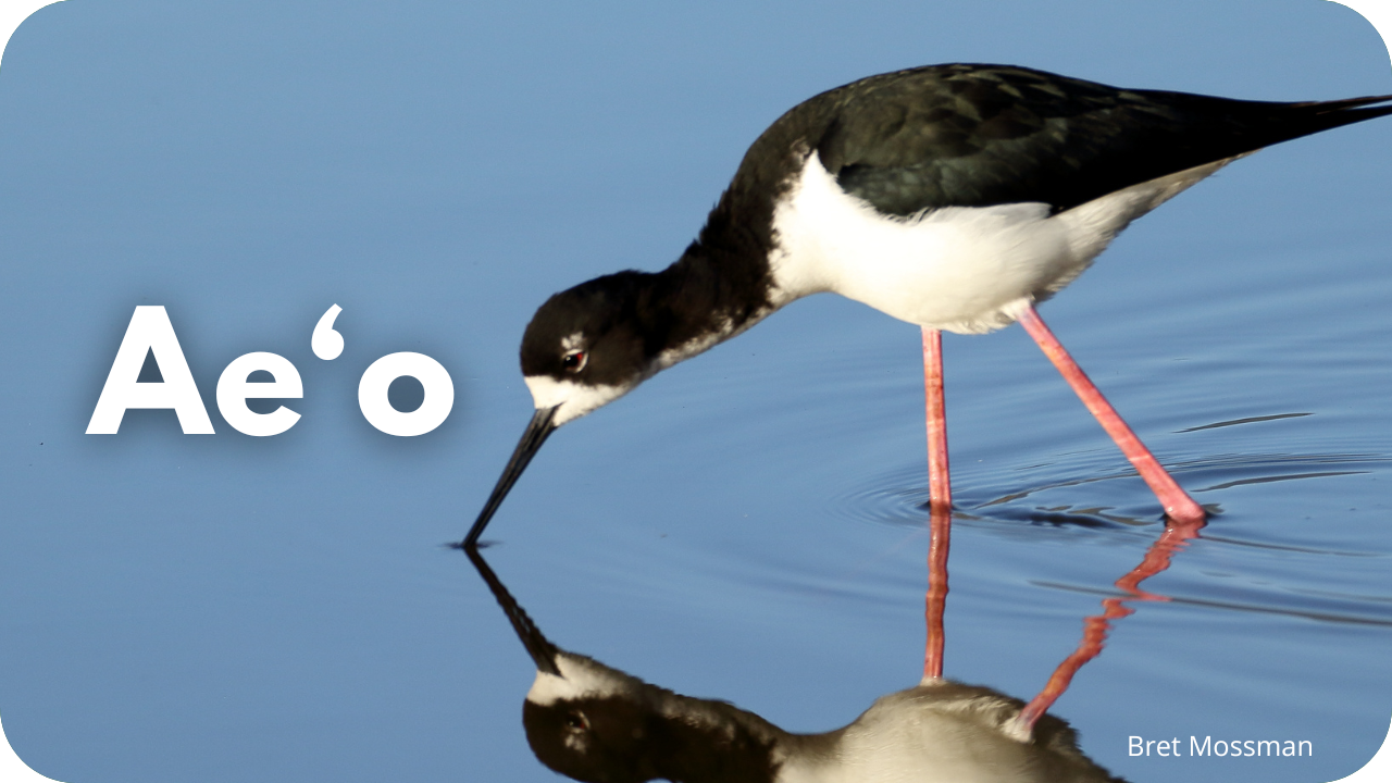 Ae'o