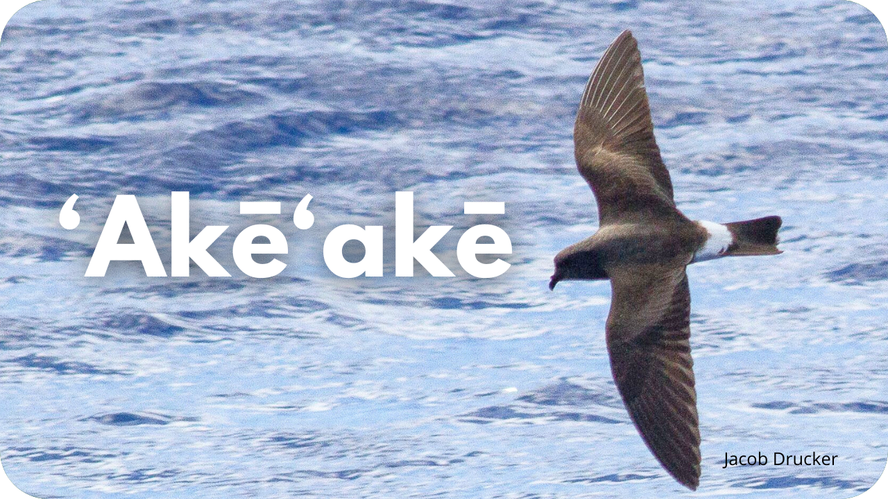 'Akēʻakē
