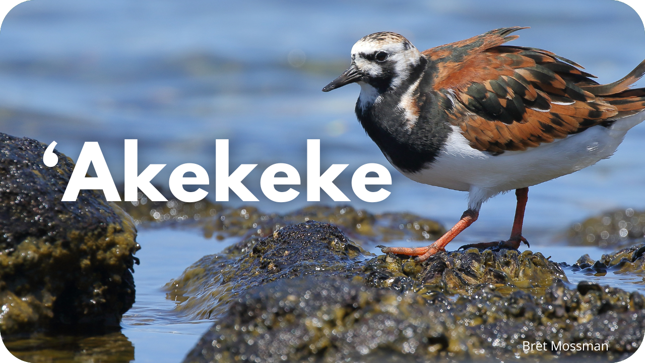 ʻAkekeke