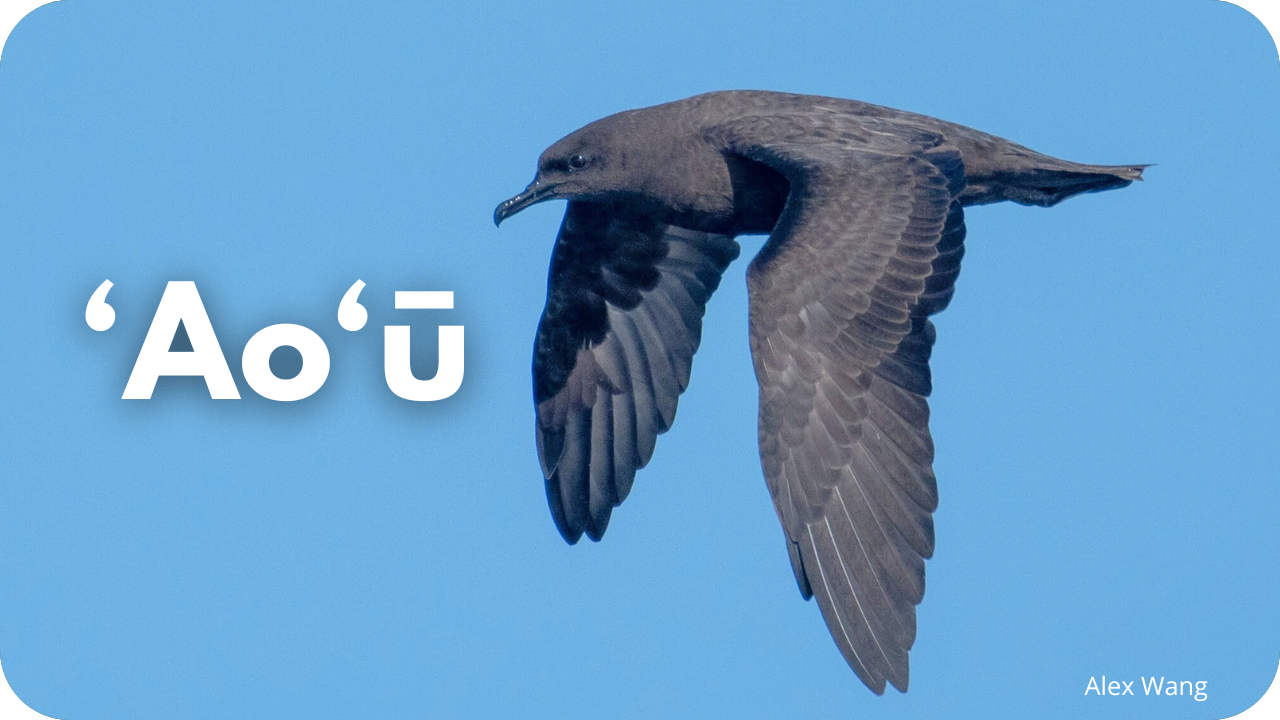 ʻAoʻū