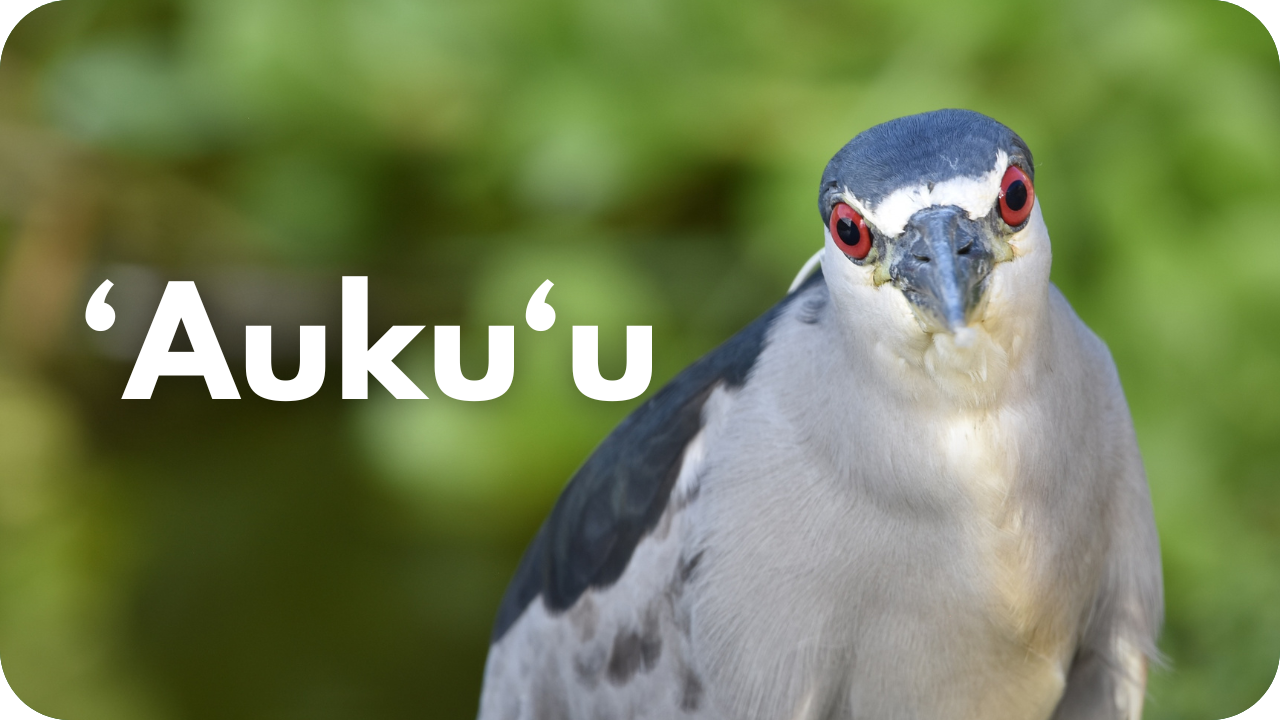 'Auku'u