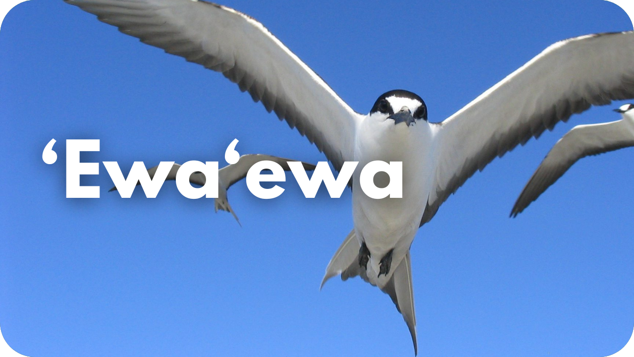ʻEwaʻewa