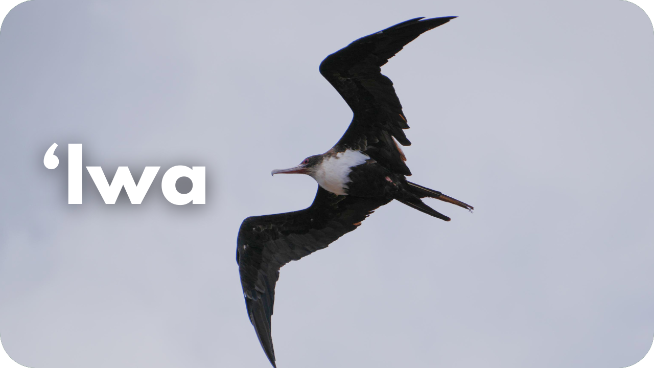 ʻIwa