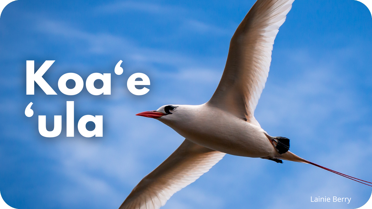 Koa'e 'ula