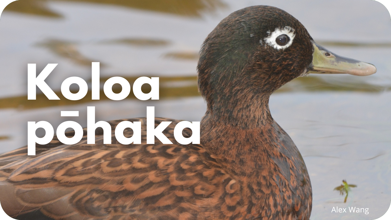 Koloa pōhaka