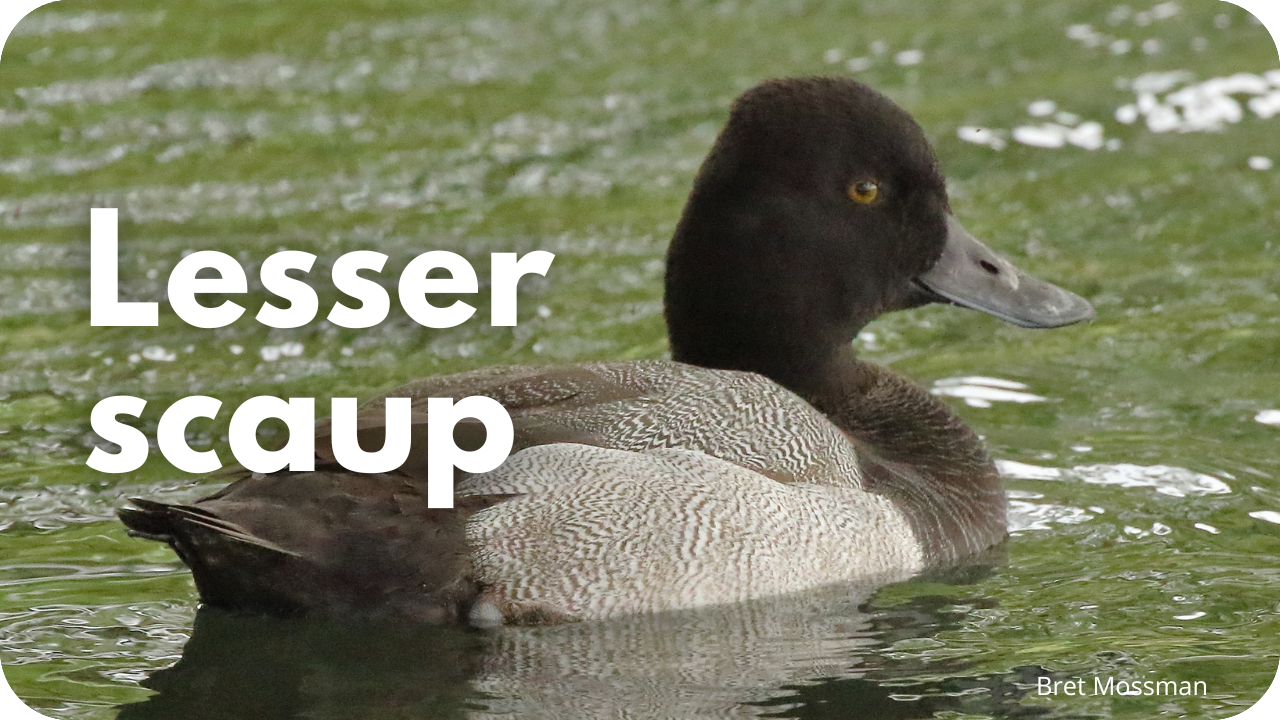 Lesser scaup
