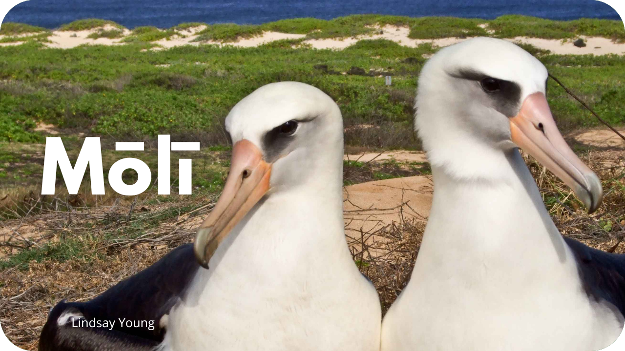Mōlī