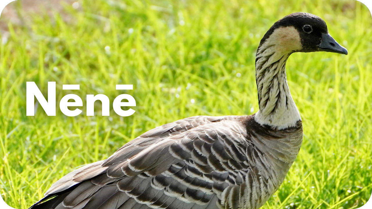 Nēnē