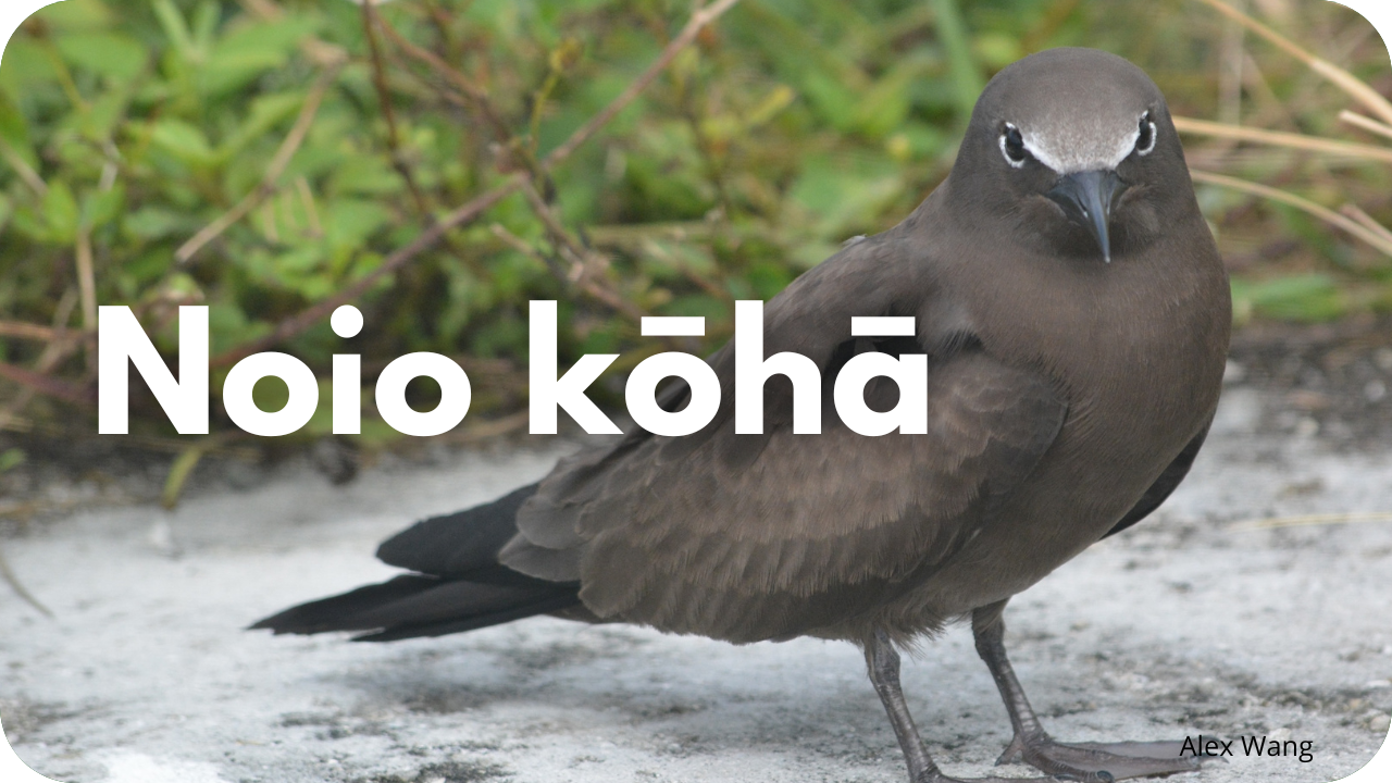 Noio kōhā