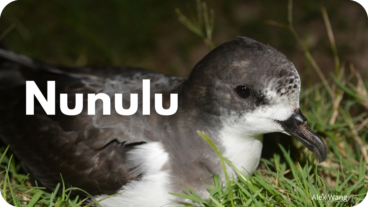 Nunulu