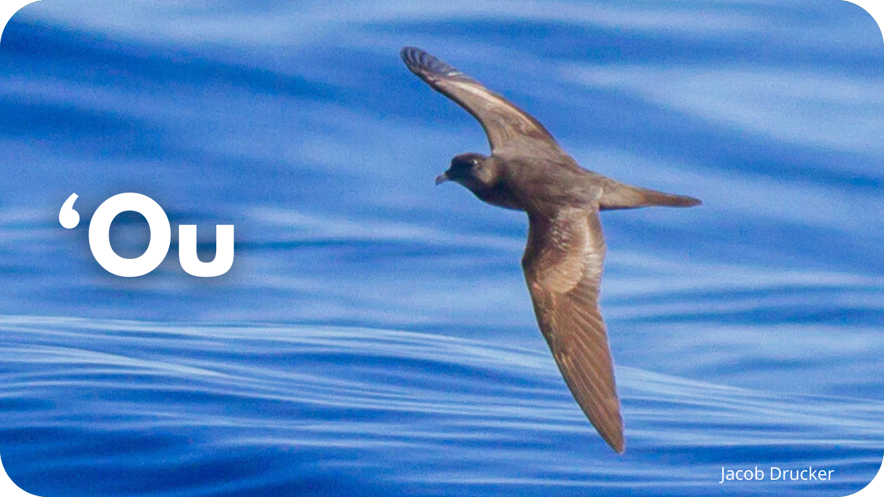 'Ou