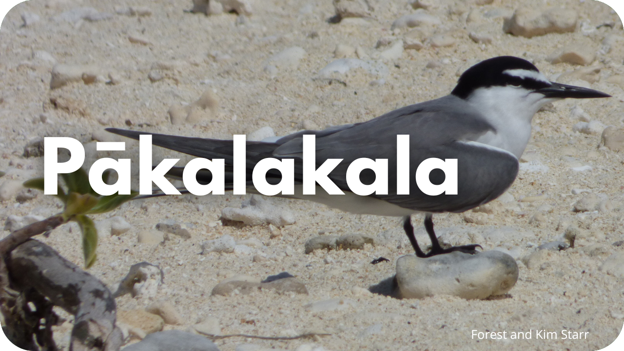 Pākalakala