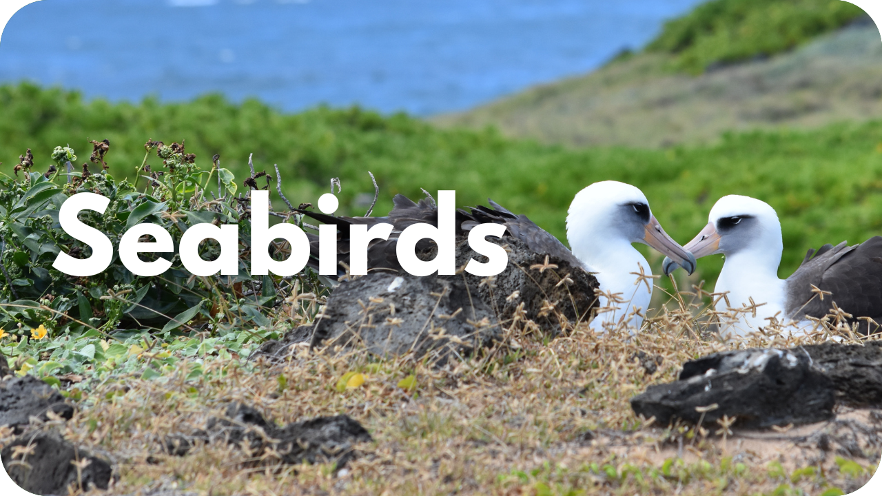 Seabirds