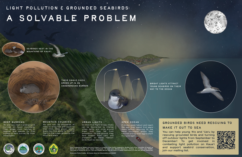 An infographic titled: Light pollution & grounded seabirds: a solvable problem