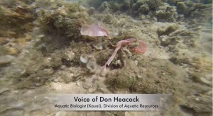 94107267 - Kauai Coral Reaf Disease
