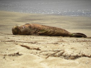 Photo of emaciated seal on Molokai now being sought