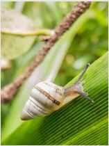 Hawaiian Tree Snail