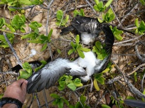 Shearwater killed in its coastal habitate. DOFAW photo